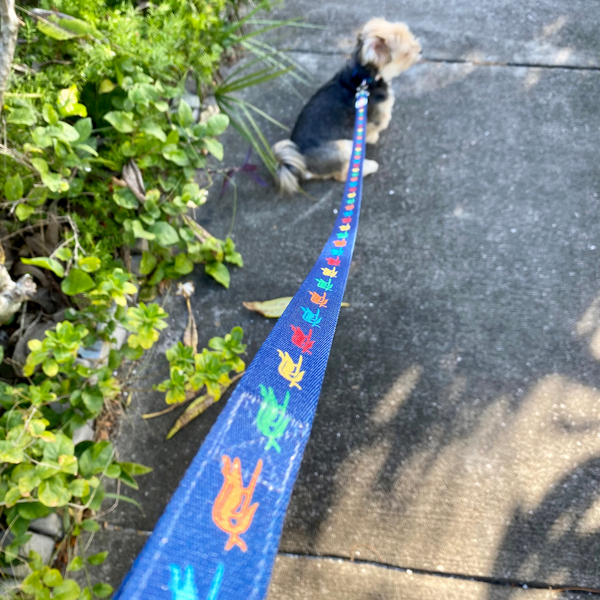 SURF GATOR PET LEASH - Sunshine State®