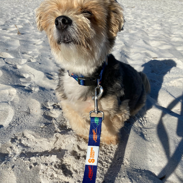 SURF GATOR PET LEASH - Sunshine State®