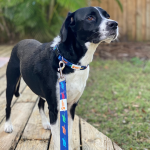 SURF GATOR PET COLLAR - Sunshine State®