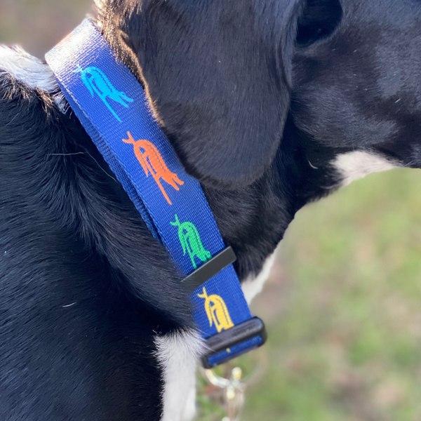 SURF GATOR PET COLLAR - Sunshine State®