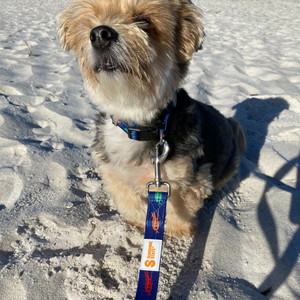 SURF GATOR PET LEASH - Sunshine State®