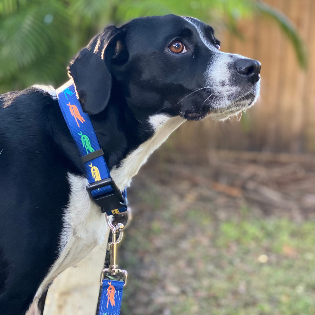 Gator sales dog collar